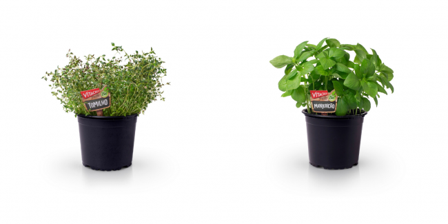 Fotos Vitacress_press (6)